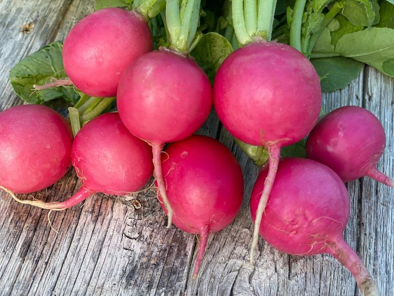 pink radish heirloom seeds