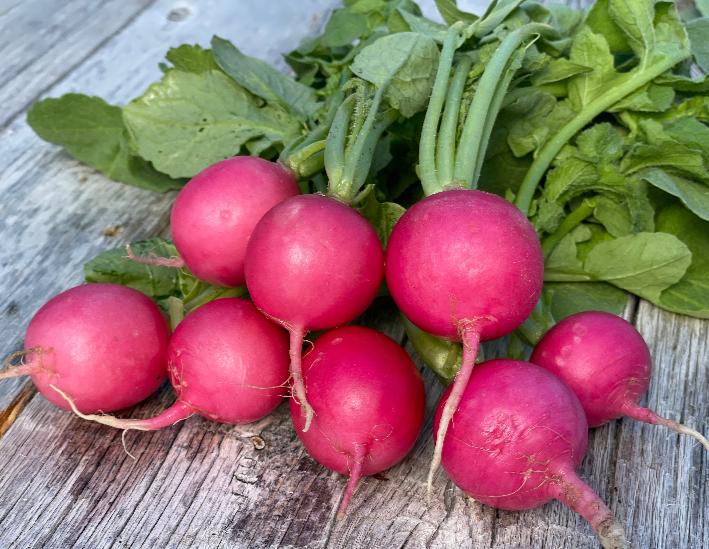 pink radish seeds detail