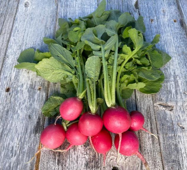 pink radish heirloom seeds