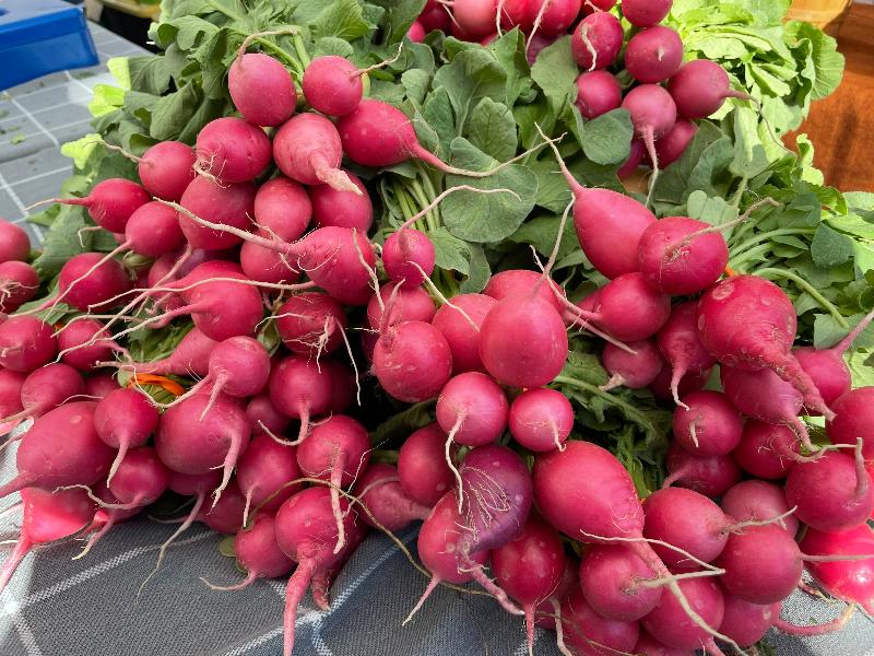 pink radish heirloom seeds