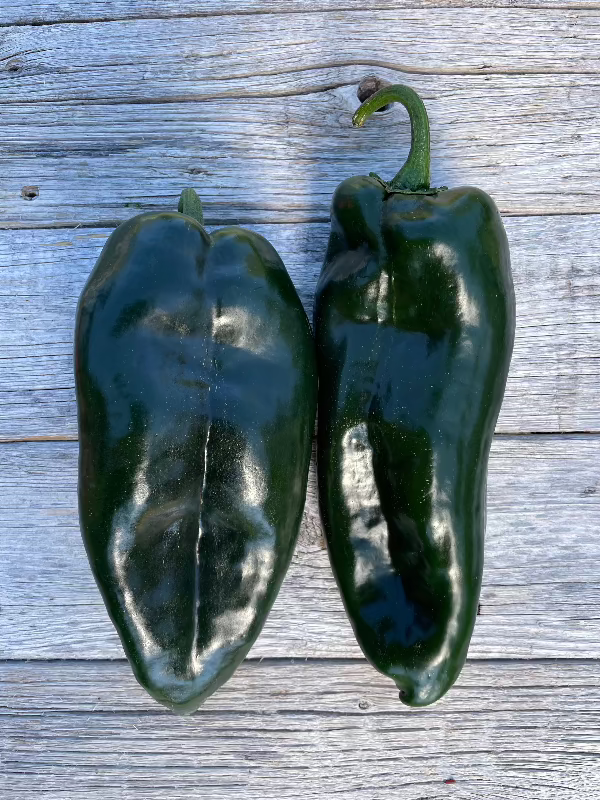 ancho poblano pepper heirloom seeds