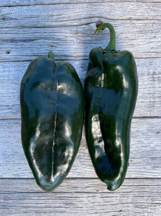 ancho poblano pepper heirloom seeds