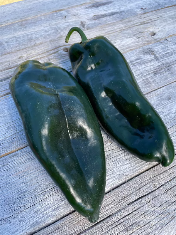 ancho poblano pepper heirloom seeds