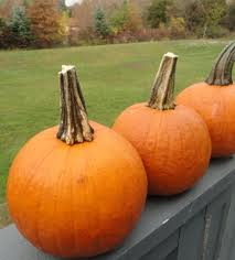 New England Pie Pumpkin Seeds