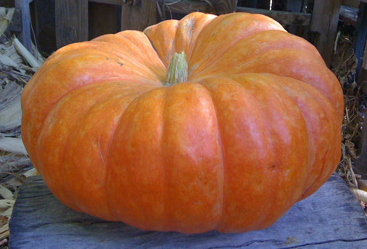 Rouge Vif D'Etampes Pumpkin