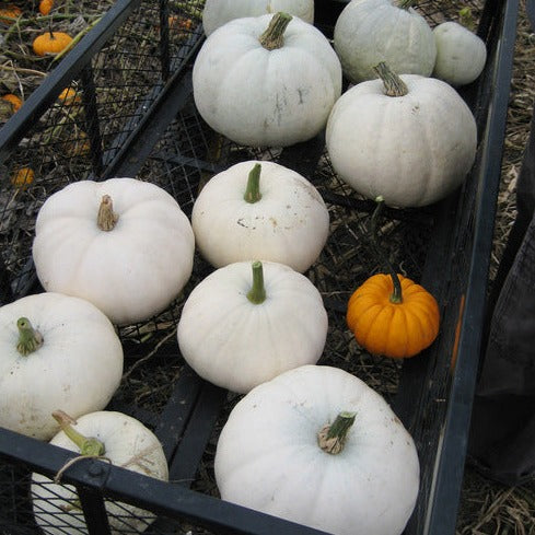 White Casper pumpkins in a cart with one orange pumpkin