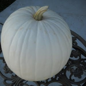 photo of one white Casper Pumkin from seeds