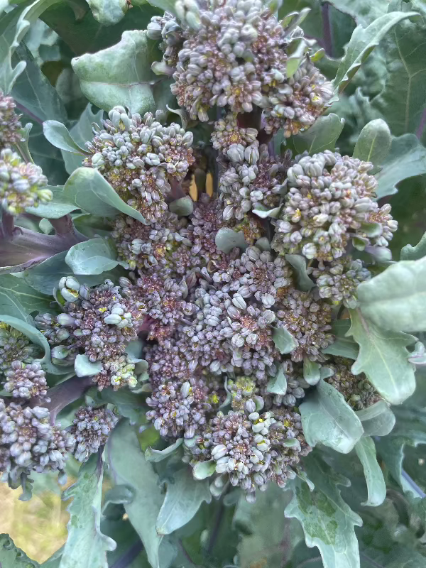 early purple sprouting brocolli heirloom seeds