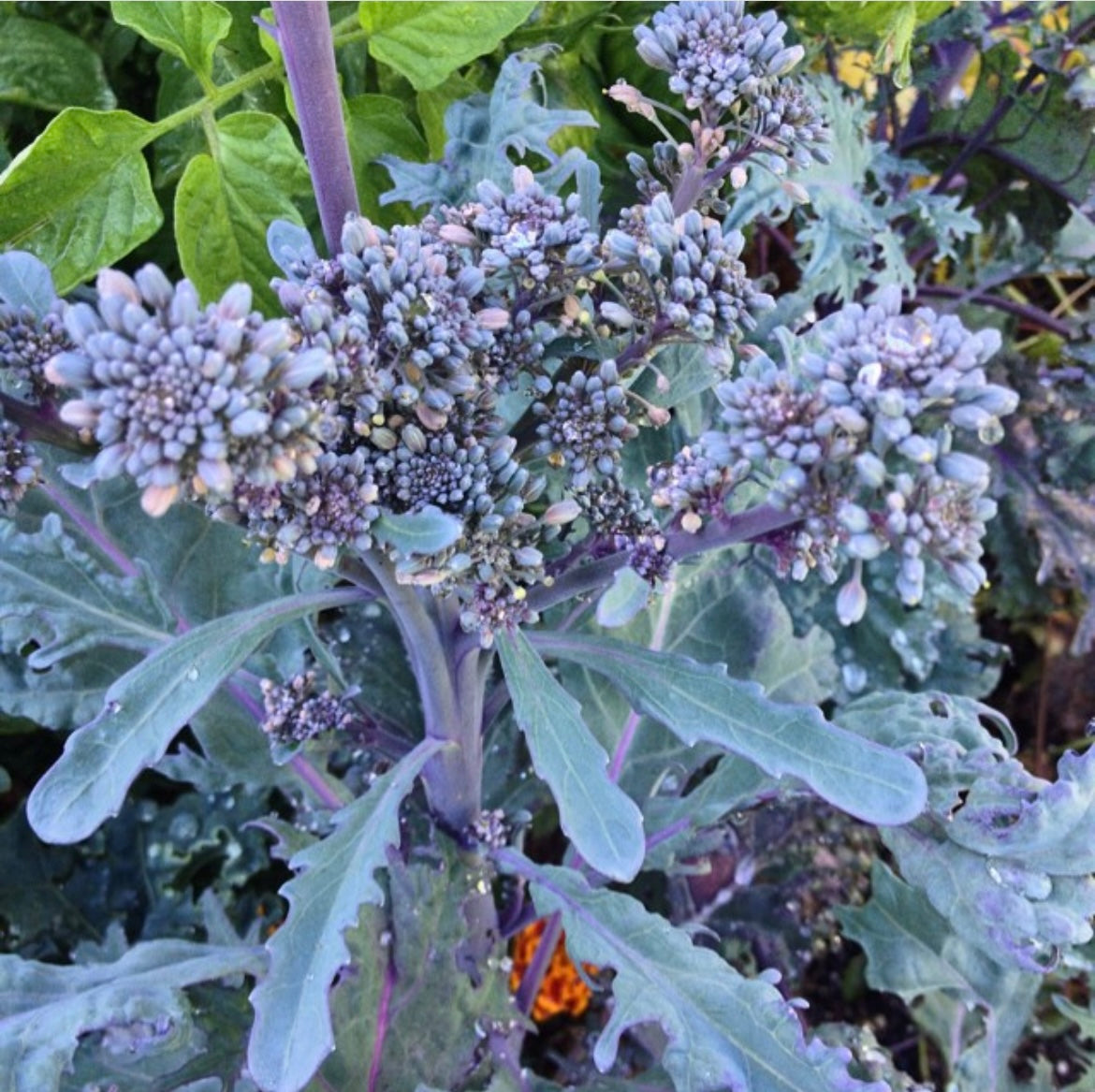 puple broccoli heirloom seeds head