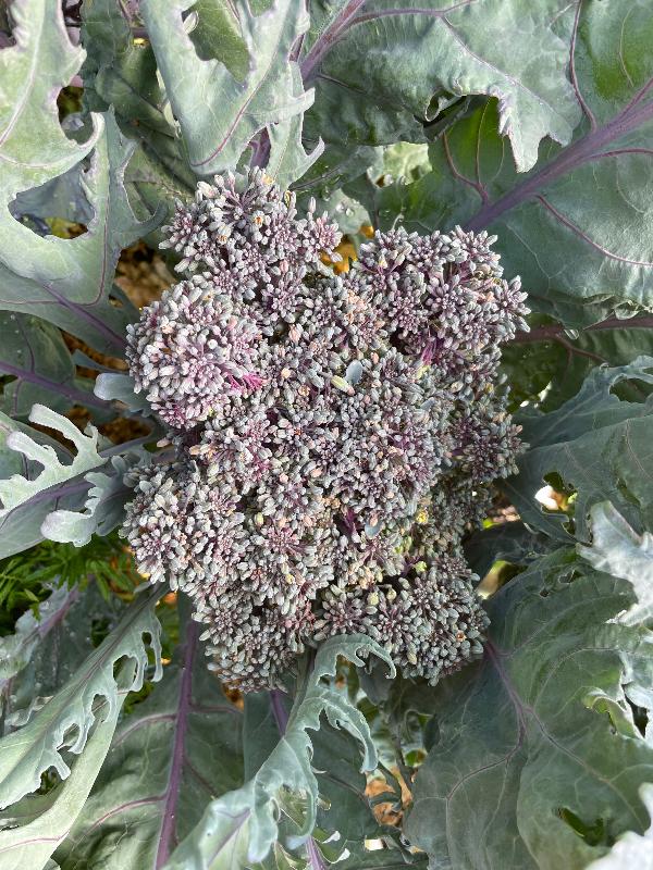 early purple sprouting brocolli heirloom seeds head on plant