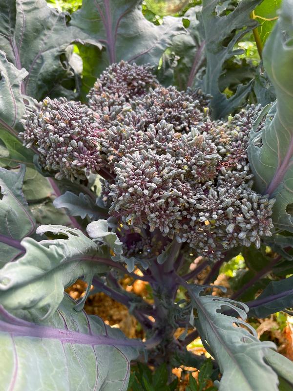 early purple sprouting brocolli heirloom seeds head on plant