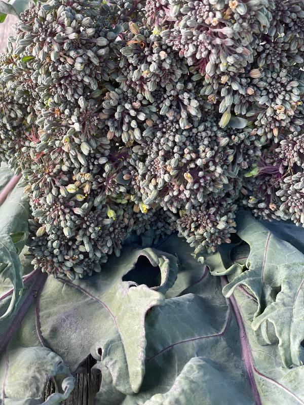 early purple sprouting brocolli heirloom seeds