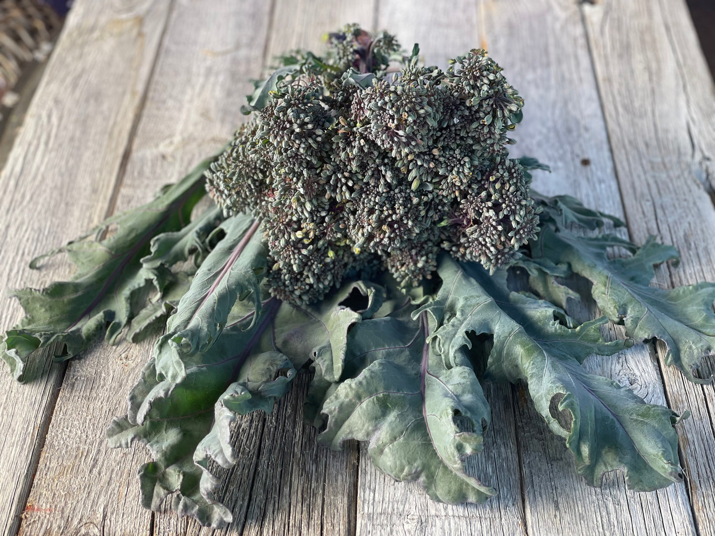 Early Purple Sprouting Broccoli Seeds