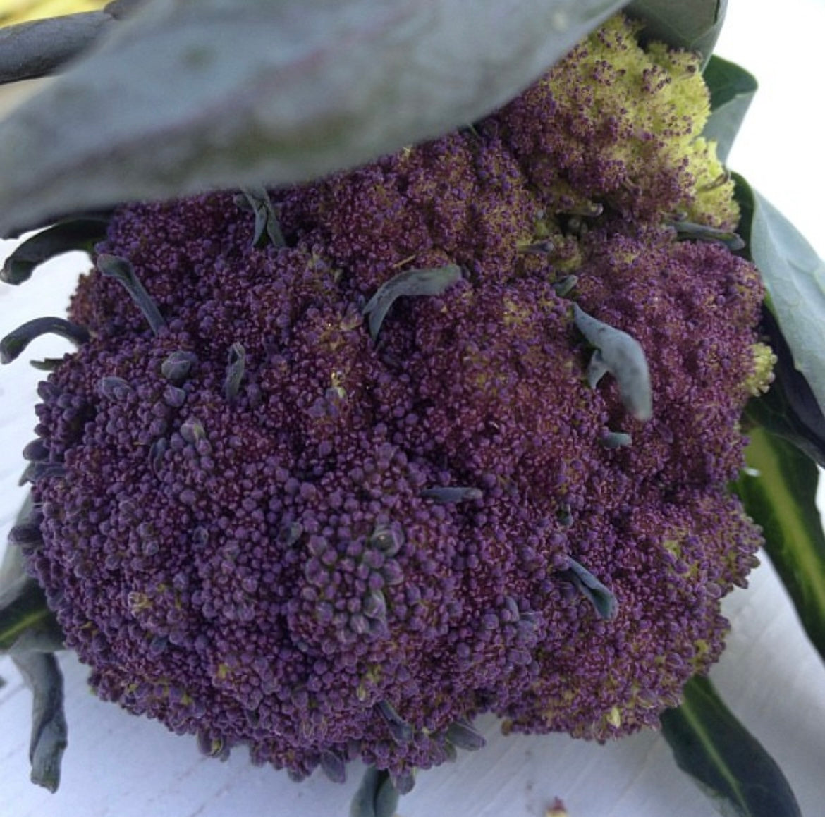 closeup of purple early sprouting broccoli with green leaves