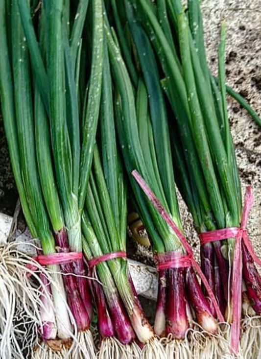 Deep purple bunching onions after harvest with red bulbs, white roots and greens attached