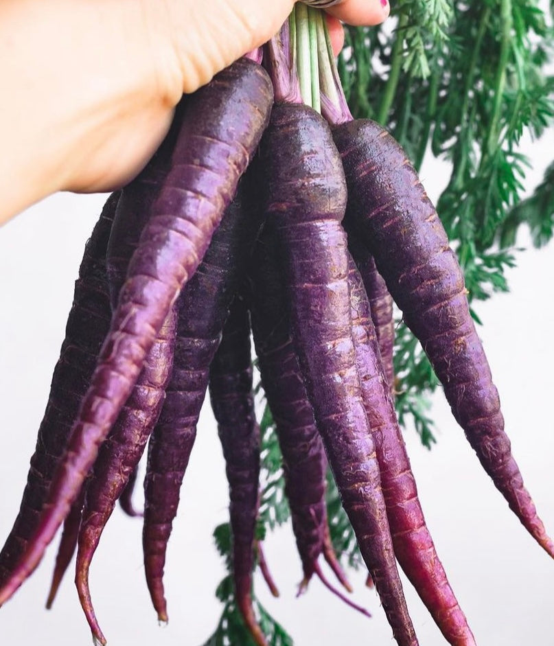 hand holding a group of cosmic purple carrots with greens attached against a white background