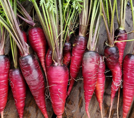 group of harvested and cleaned cosmic purple carrots with greens attached sitting on a wooden table from seeds