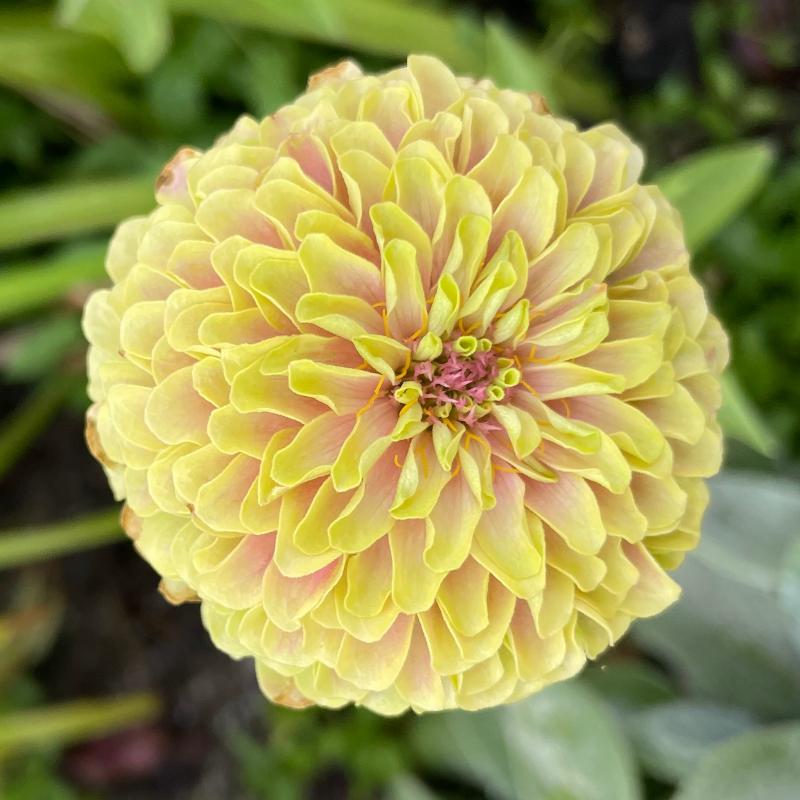 Queeny Lime With Blush Zinnia Seeds