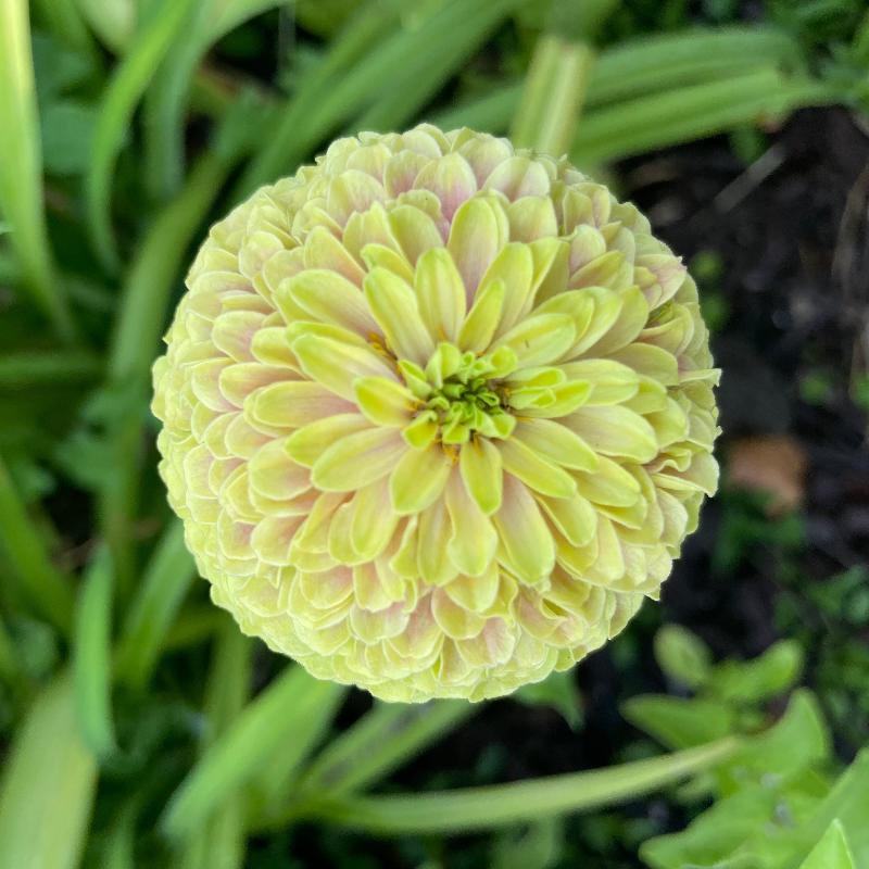 Queenie Lime Zinnia Seeds