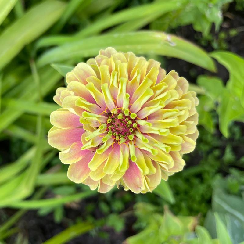 Queenie Lime Zinnia Seeds