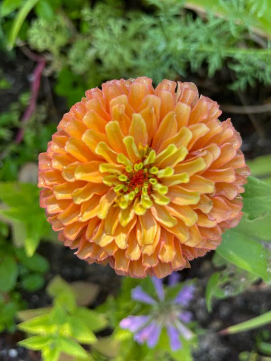 Queenie Orange Zinnia Seeds