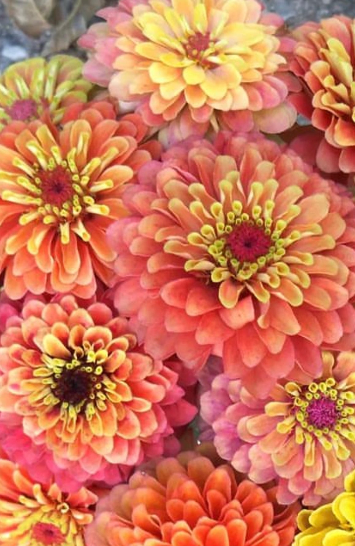 Queeny Orange Zinnia Seeds