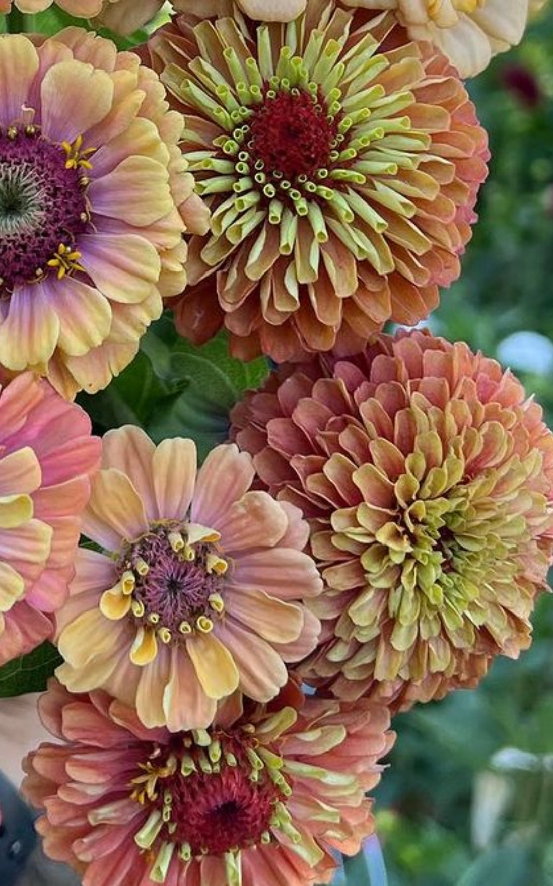 Cherry Queen Zinnia flowers in a group with green foliage background grown from seeds