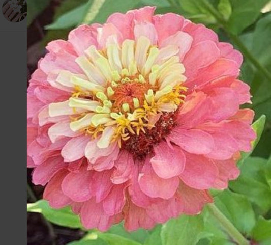 closeup of Cherry Queen Zinnia flower with green leaves in background from seeds