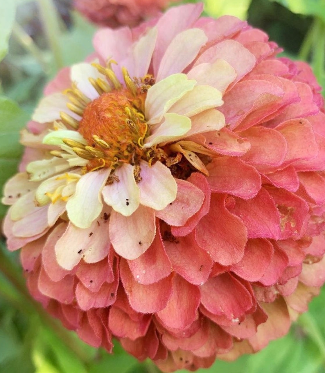 close up of Cherry Queen Zinnia flower grown from seeds