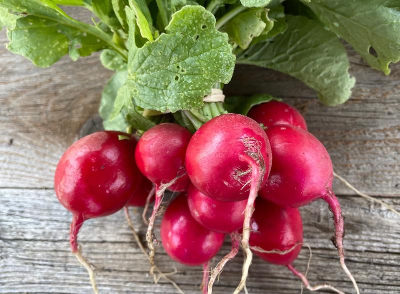 cherry bell red radish heirloom seed