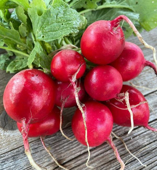 cherry bell red radish heirloom seed