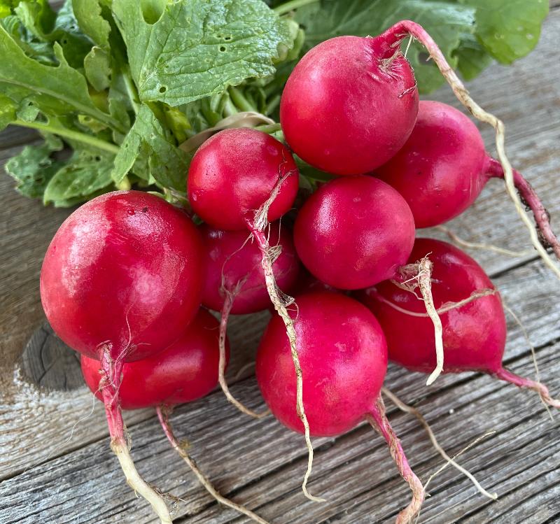 cherry bell red radish heirloom seed with roots