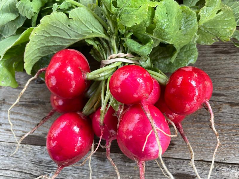 cherry bell red radish heirloom seed with greens