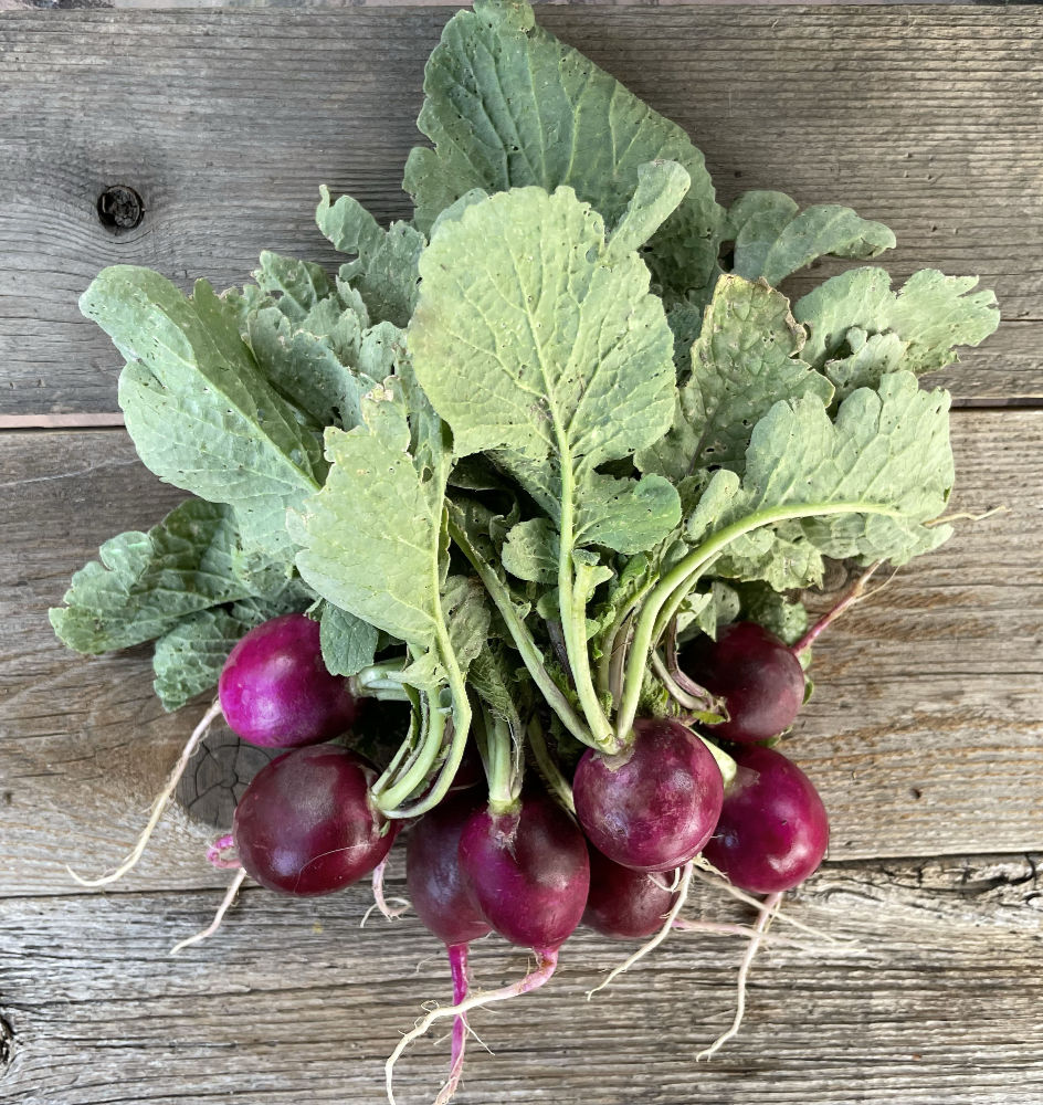 purple plum heirloom radish seeds