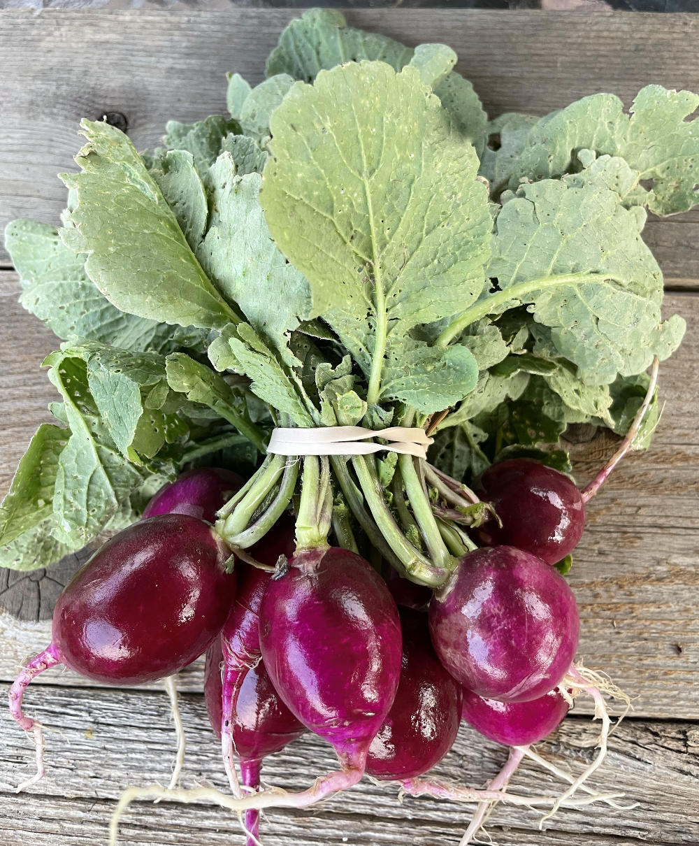 purple plum heirloom radish seeds