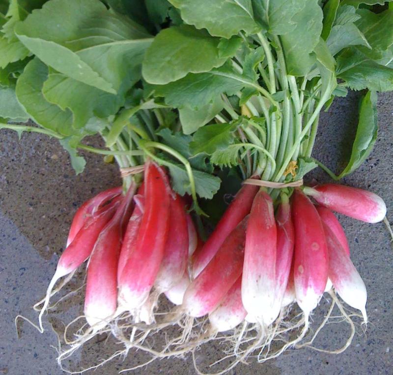 French Breakfast heirloom radish seeds