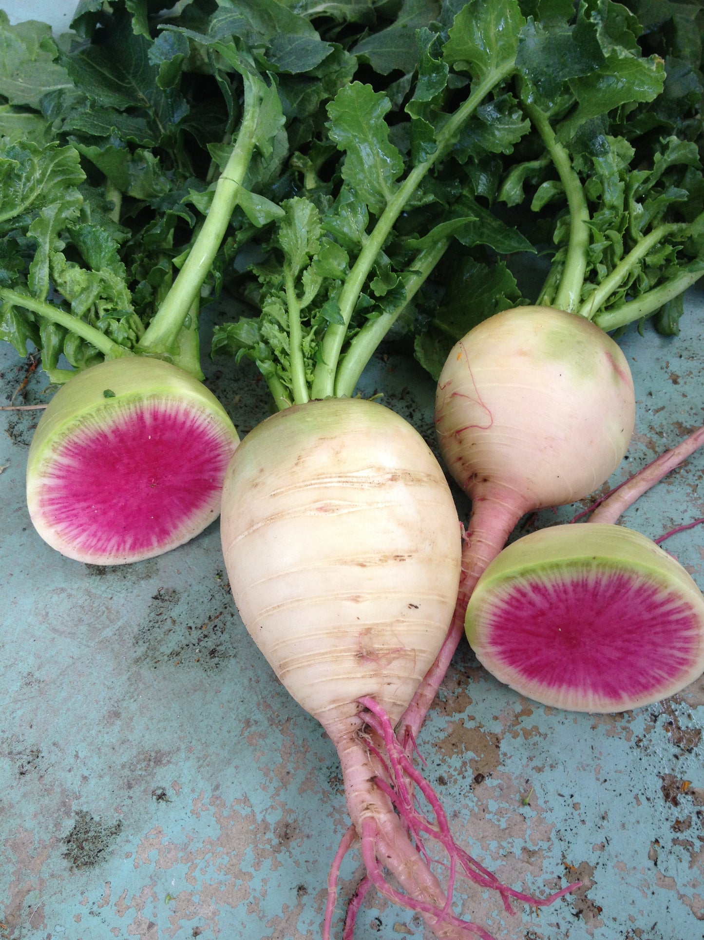 Watermelon Radish