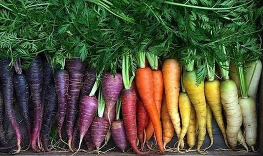 Rainbow Carrot Mix Seeds