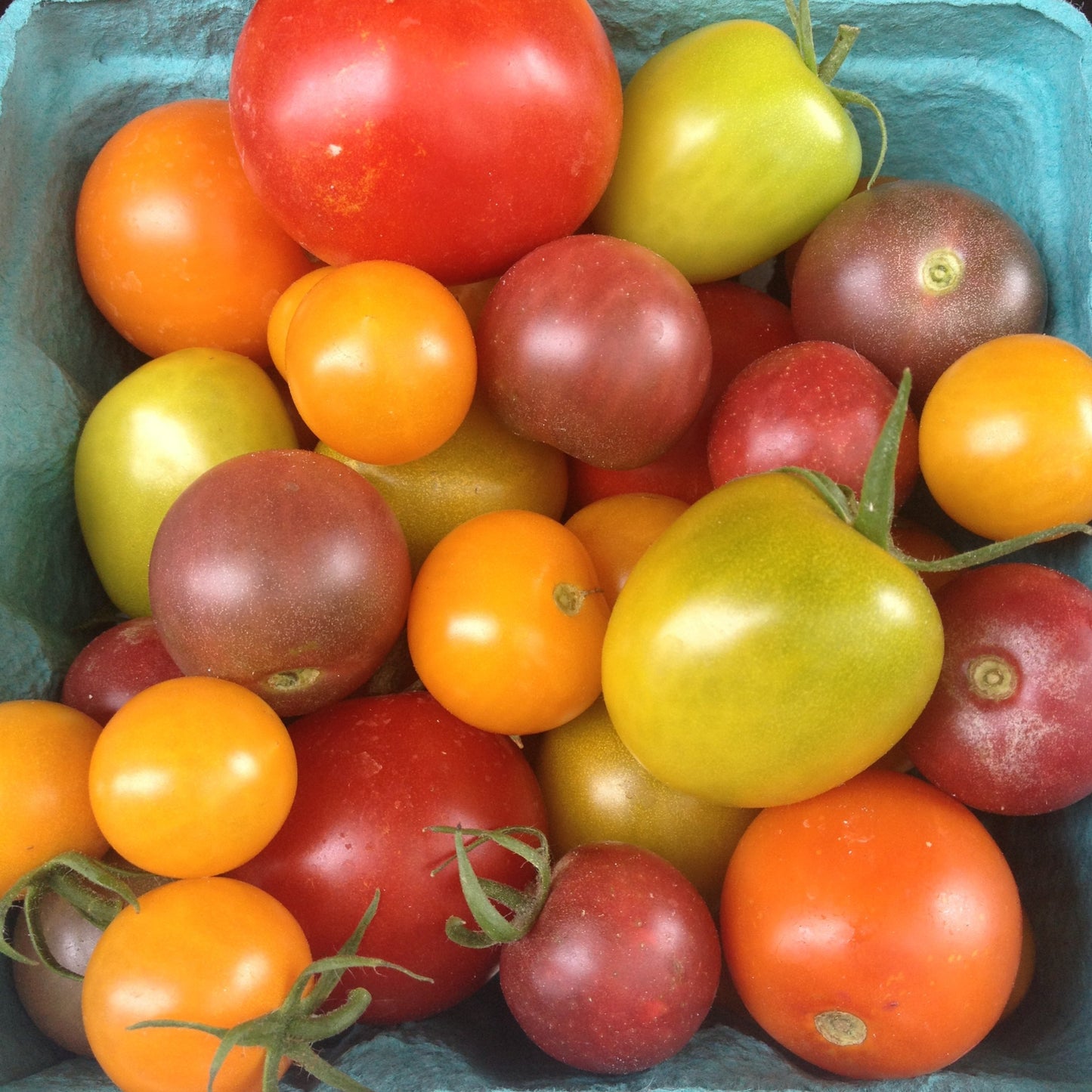 colorful basket of cherry tomatoes in red, orange, yellow, green, purple and pink from new earth seeds