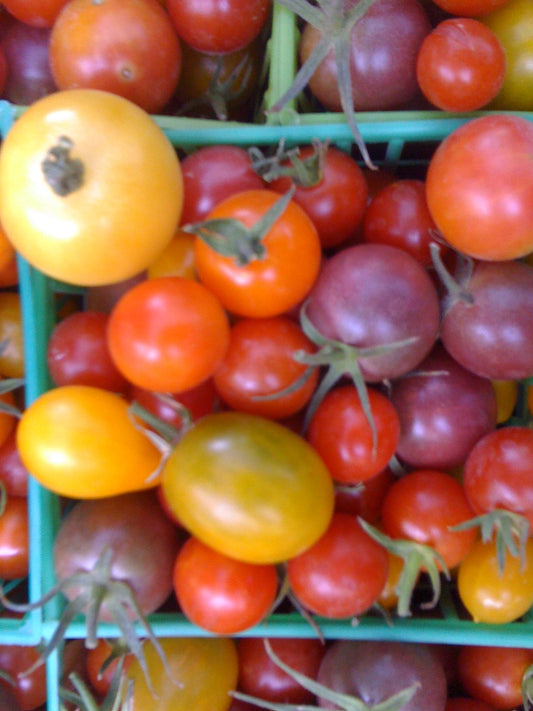 colorful basket of cherry tomatoes in red, orange, yellow, green, purple and pink from new earth seeds