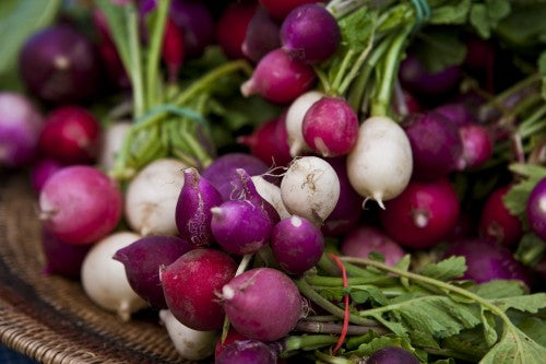 colorful photo of harvested and bunched Easter Egg Radish Mix in purple, pink, white, and red