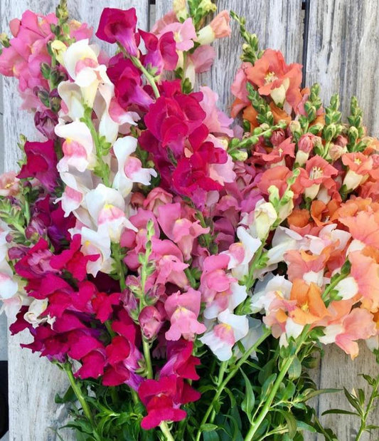 Rainbow Mix Snapdragon Seeds