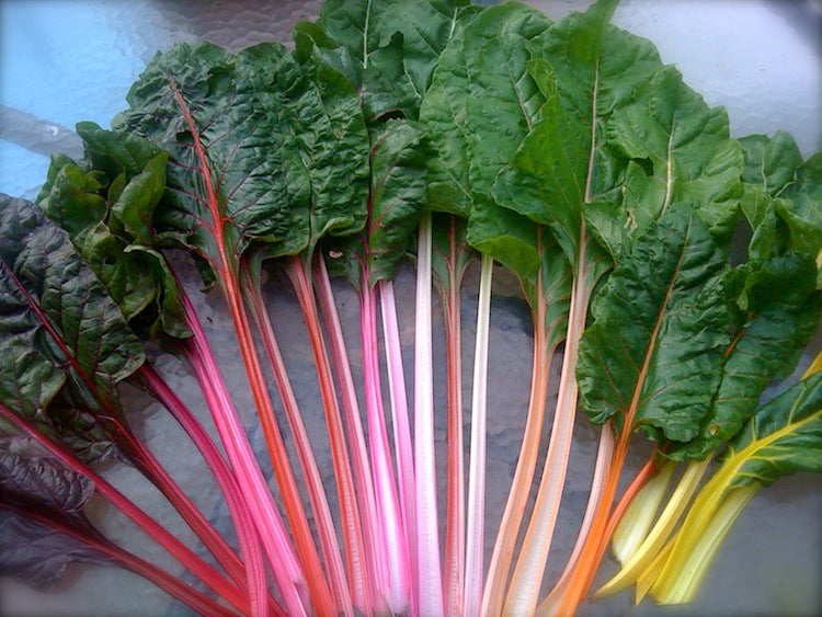 Rainbow Swiss Chard Seeds