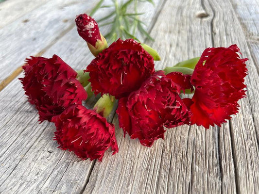 red enticellent carnation flower seeds