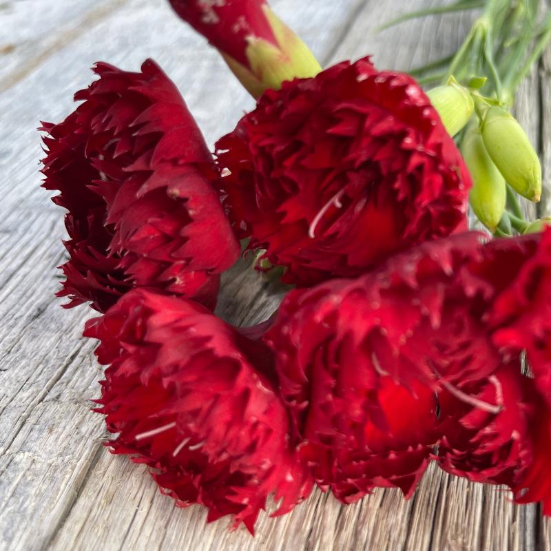 red enticellent carnation seeds