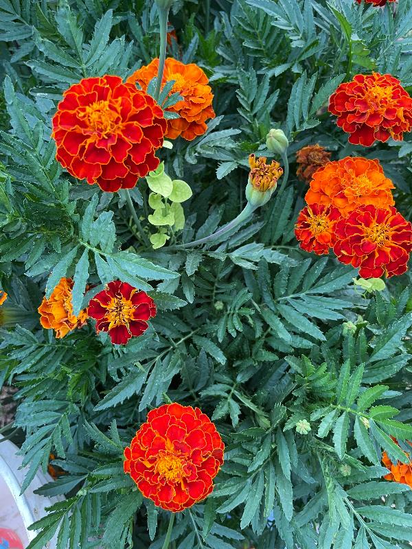 Red Cherry Marigold Seeds