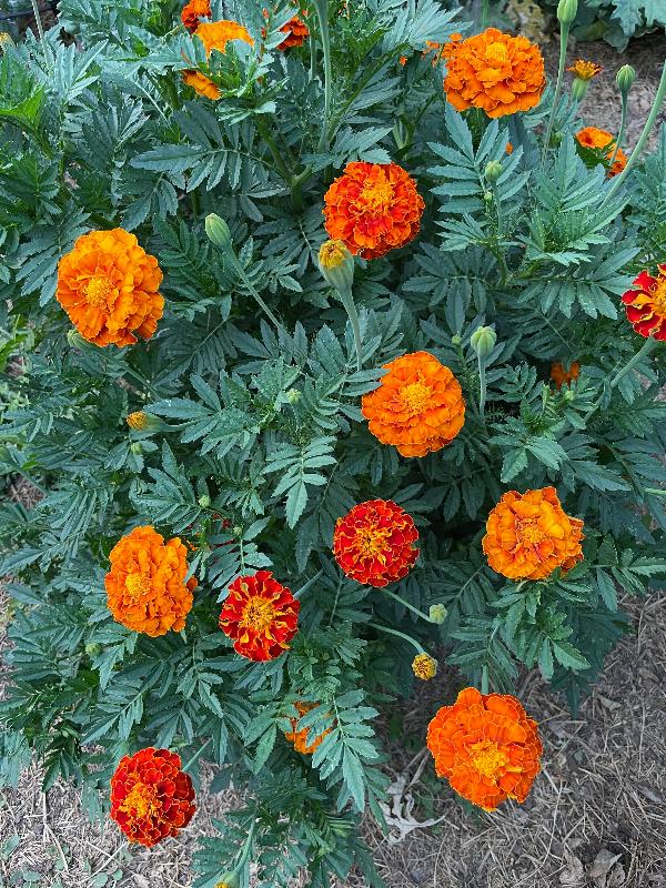 Red Cherry Marigold Seeds