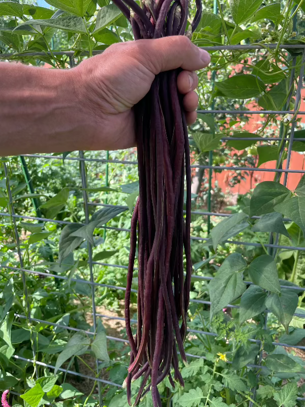 Red Noodle Heirloom Bean Seeds with plants