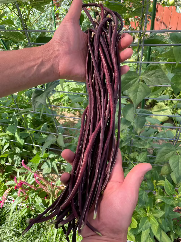 Red Noodle Heirloom Bean Seeds