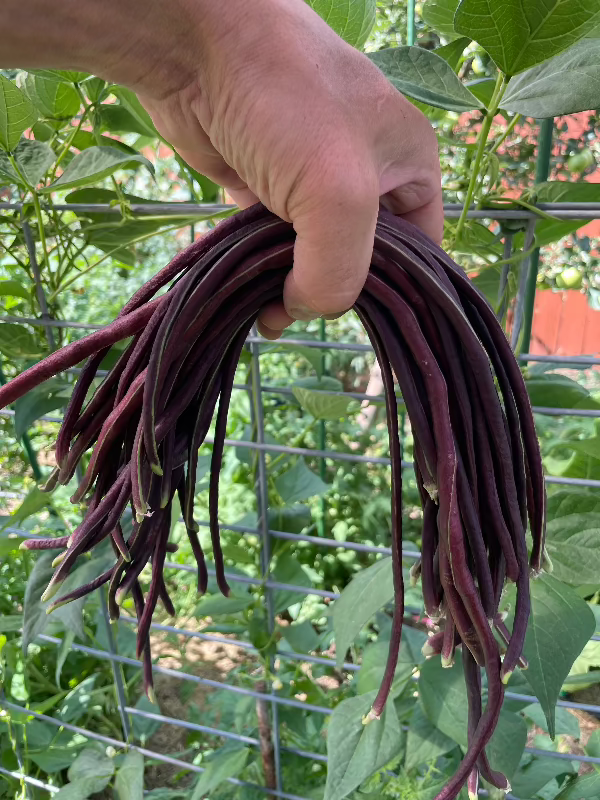 Red Noodle Heirloom Bean Seeds with bean plants 